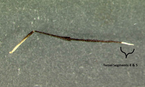 Psorophora ferox leg showing characteristic appearance with white coloration on last two tarsal segments.