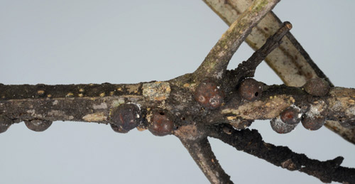 Sooty mold on cultivated olive (Olea europaea L.) leaves and stems indicates the presence of adult black scales, Saissetia oleae (Olivier).