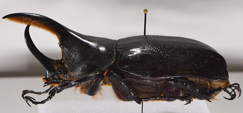 Adult minor male Hercules beetle, Dynastes hercules (Linnaeus), (lateral view)