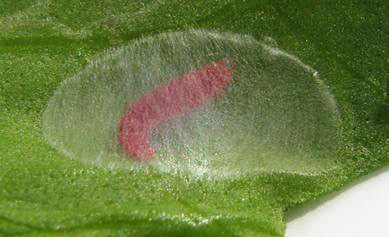 Prepupal instar of Leucospilapteryx venustella (Clemens) forming a cocoon. 