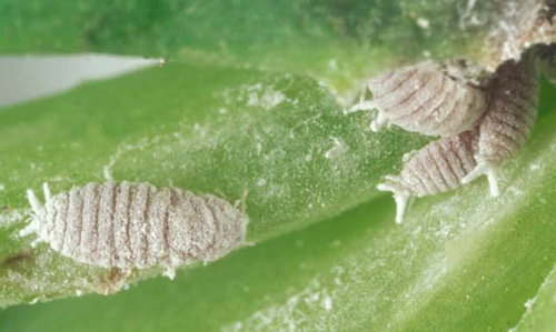 Adult females of Vryburgia trionymoides on a succulent leaf. 