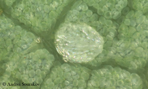 Egg of the erythrina leafminer (Leucoptera erythrinella). 