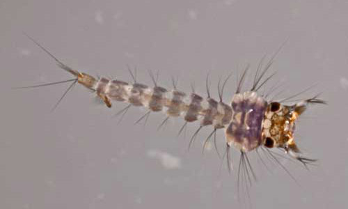 Larva of Culex (Melanoconion) iolambdis Dyar, a mosquito. 