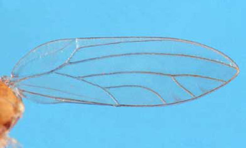 Hind wing of Boreioglycaspis melaleucae Moore, a psyllid. 
