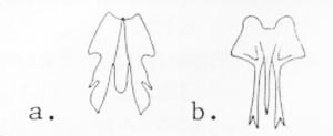 Male paramere: a. Boriomyia fidelis (Banks); b. Boriomyia speciosa (Banks).