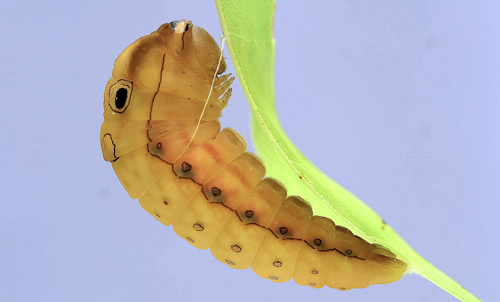 Spicebush swallowtail butterfly (Papilio troilus L.) prepupa beginning pupation. Note the silk girdle. 