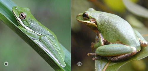 Tree frogs, possible mimicry models for fifth instar spicebush swallowtail, Papilio troilus L., larvae. a) Hyla cinerea (Schneider). 