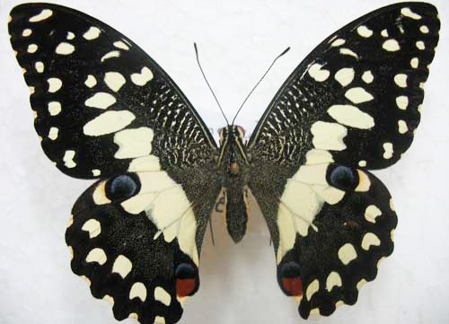 Dorsal view of adult lime swallowtail, Papilio demoleus Linnaeus.