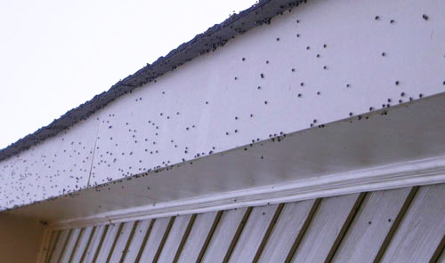 Infestation of adult bean plataspids, Megacopta cribraria (Fabricius), on a local house in Georgia, USA. Megacopta cribraria have an overwintering stage during their life cycle and tend to swarm to nearby buildings during the overwintering period. 
