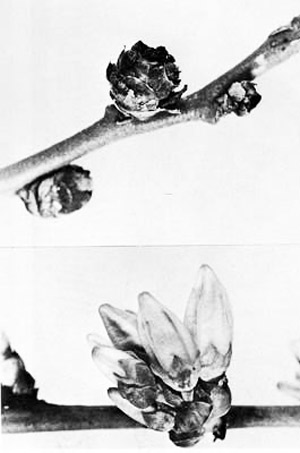 Blueberry bud infested by the blueberry bud mite, Acalitus vaccinii (Keifer) (upper); uninfested bud bloom; (lower). 