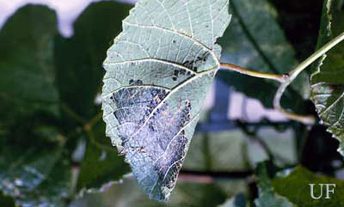 Damage to bunch grape foliage caused by the grape leaffolder, Desmia funeralis (Hübner). 