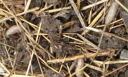 Larvae of the rat-tailed maggot, Eristalis tenax (Linnaeus), in manure. 