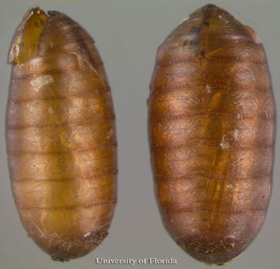 Empty pupal cases of the horn fly, Haematobia irritans irritans (Linnaeus). See an adult emergence hole in the upper left. 