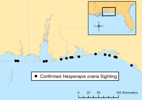 The known distribution of Hesperapis oraria on the barrier islands along the northern margins of the Gulf of Mexico from Horn Island, Mississippi eastward to Saint Andrew’s Bay, Florida.