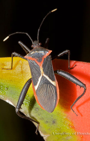 Adult heliconia bug, Leptoscelis tricolor Westwood, feeding on the inflorescence of a Heliconia sp. in Costa Rica. 