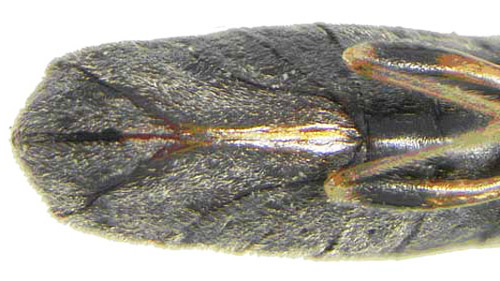 Differences between the ventral sclerites at the tip of the abdomen of adult Myakka bugs, Ischnodemus variegatus (Signoret). Female sclerites (top); male sclerites (bottom). 