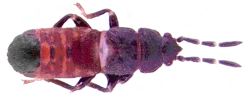 Fourth instar nymph of the Myakka bug, Ischnodemus variegatus (Signoret). Average length is 3.95 mm (± 0.32, n=53).