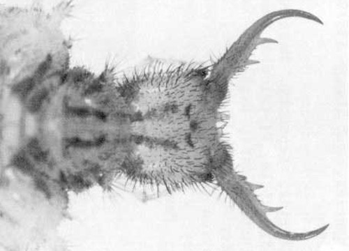 Dorsal view of the larval head of Glenurus gratus 