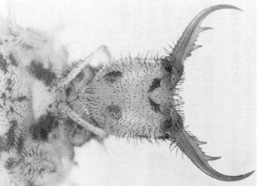 Ventral view of the larval head of Glenurus gratus