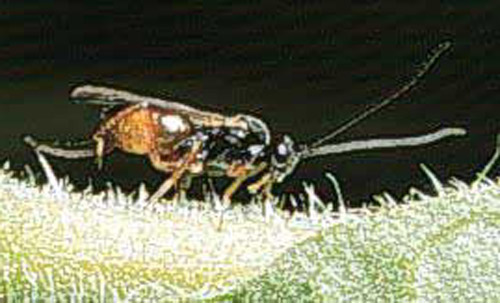 Adult female Cotesia marginiventris (Cresson), a wasp parasitoid. 