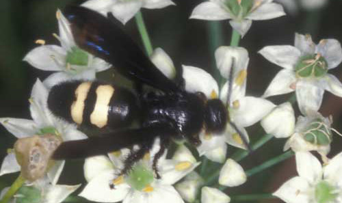 Adult Scolia bicincta Fabricius, a scoliid wasp.
