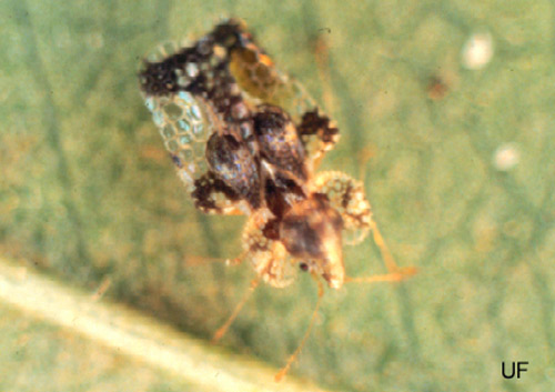 Adult hawthorn lace bug