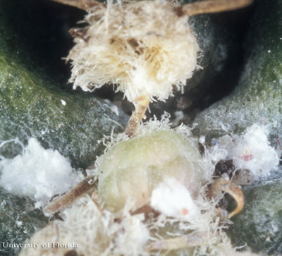 Shown infesting cacti is Hypogeococcus spinosus Ferris, which is not established in Florida. This species is related to Hypogeococcus pungens Granara de Willink.
