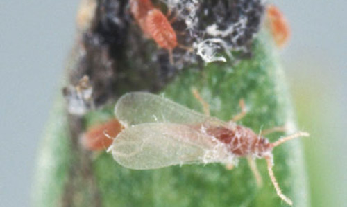 Adult male (dorsal view) and nymphs of the mealybug Hypogeococcus pungens Granara de Willink. 