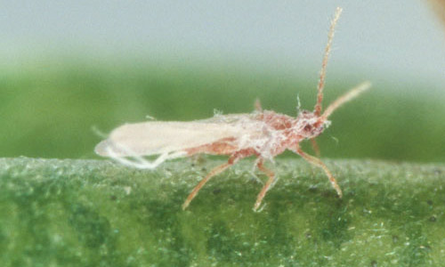 Lateral view of an adult male of the mealybug Hypogeococcus pungens Granara de Willink. 