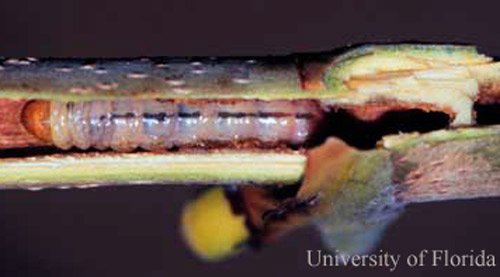 Seagrape borer, Hexeris enhydris Grote, twig split to show larva. 