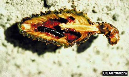 Mature larva of the southern pine coneworm, Dioryctria amatella (Hulst), feeding in second year slash pine cone. 