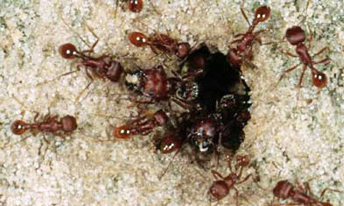 Colony entrance of the Florida harvester ant, Pogonomyrmex badius (Latreille).