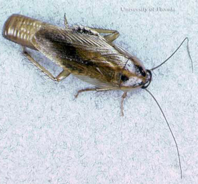 Adult female Asian cockroach, Blattella asahinai Mizukubo, carrying an egg case (ootheca). 