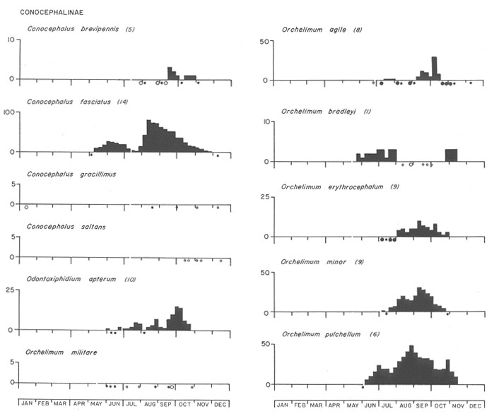 Conocephalinae seasonal graphs