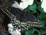 Black Swallowtail. Credit: J. Daniels