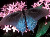 Pipevine Swallowtail. Credit: J. Daniels