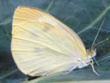 European Cabbage Butterfly