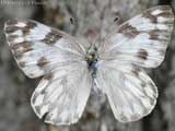 Checkered White. Credit: D.W. Hall