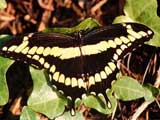 Giant Swallowtail. Credit: J. Castner