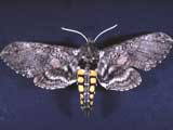 Tobacco Hornworm Moth. Credit: J. Capinera