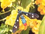 Polka-dot Wasp Moth