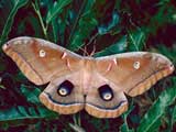 Polyphemus Moth. Credit: Lacy Hyche, Auburn U, bugwood.org