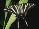 Zebra Swallowtail. Credit: J. Butler