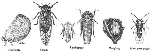 Leafhoppers and others