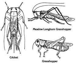 Cricket & Grasshoppers