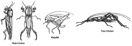 Mole cricket, Katydid, & Tree Cricket