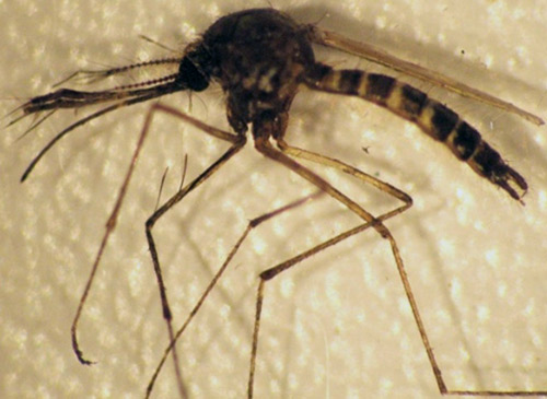 Adult male Aedes taeniorhynchus.