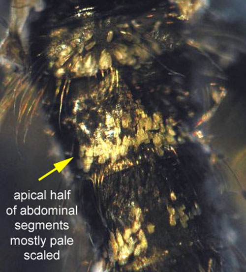Adult Psorophora columbiae (Dyar & Knab) abdomen viewed from the top, with the thorax oriented at the top of the image. Pale patches, sometimes appearing as a non-uniform assemblage, are visible on the apical portions of abdominal segments (arising from the edge farther from the thorax). The arrow points to a contiguous pale patch. Image from the University of Florida, Florida Medical Entomology Laboratory.