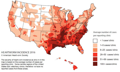 United States distribution of 2016 reported incidence of canine heartworm, Dirofilaria immitis (Leidy). From the American Heartworm Society.