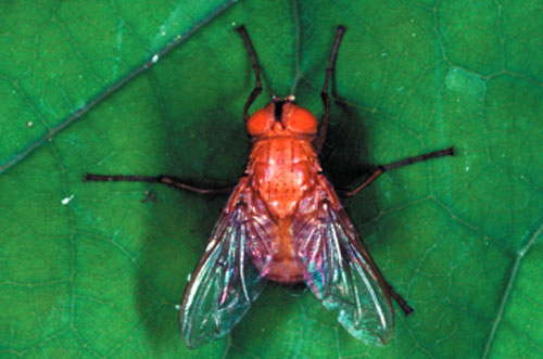 Ormia depleta (Wiedemann), the Brazilian red-eyed fly. Photograph by Lyle J. Buss, University of Florida.